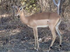 Kruger National Park – October 20, 2014